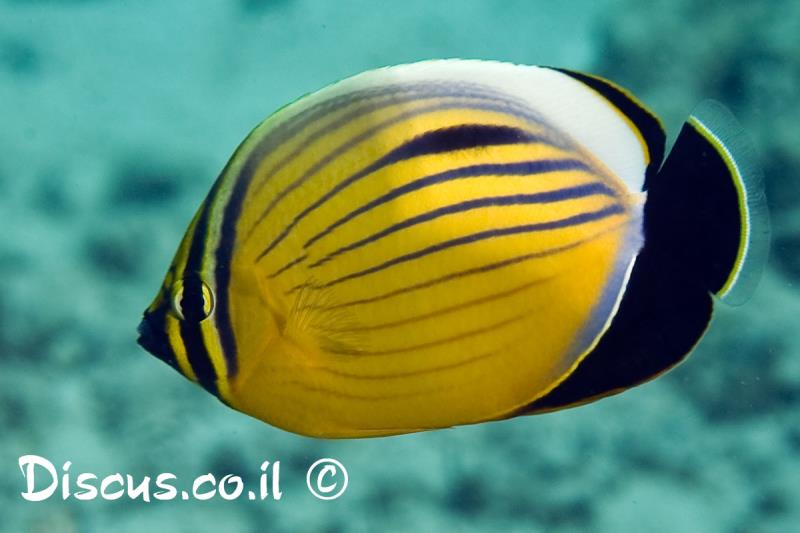 פרפרון שחור שת