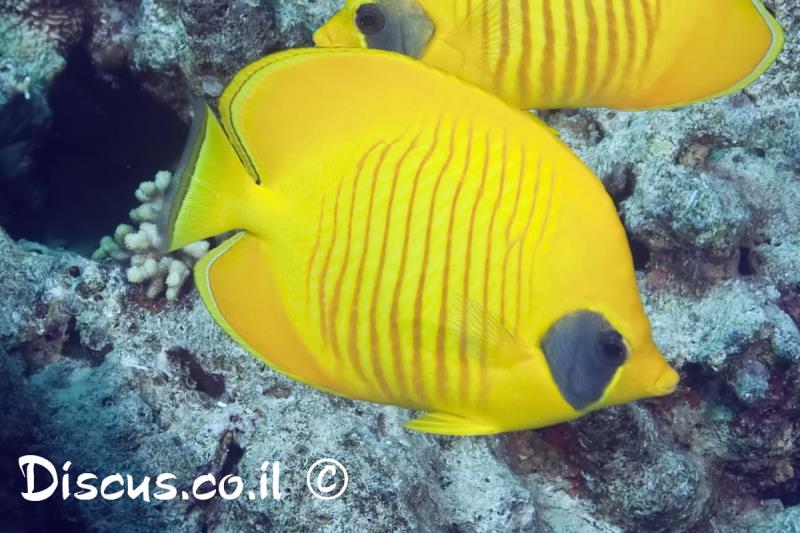 פרפרון אפור לחי