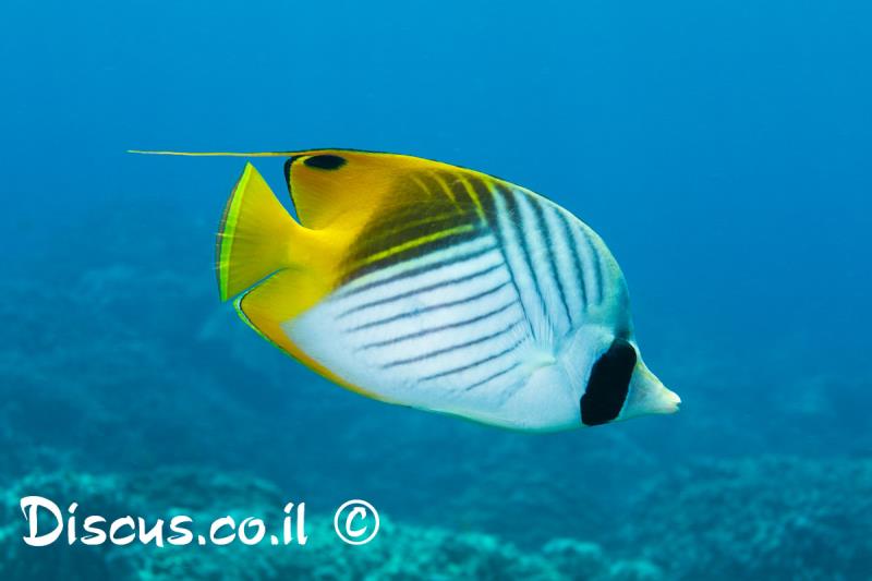 פרפרון החוט