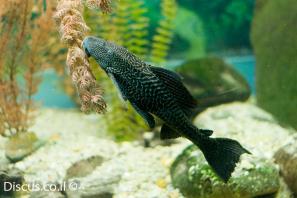 פלקוסטומוס