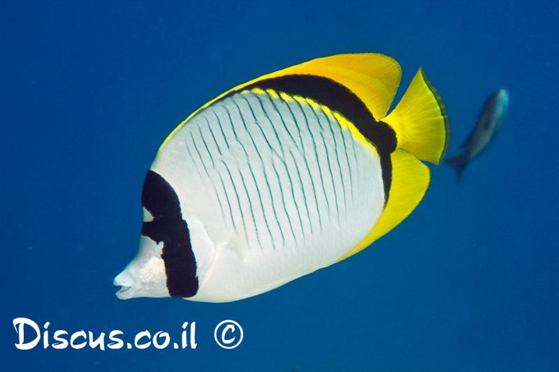 פרפרון שחור אוכף