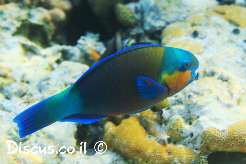 תוכינון ירוק קווים