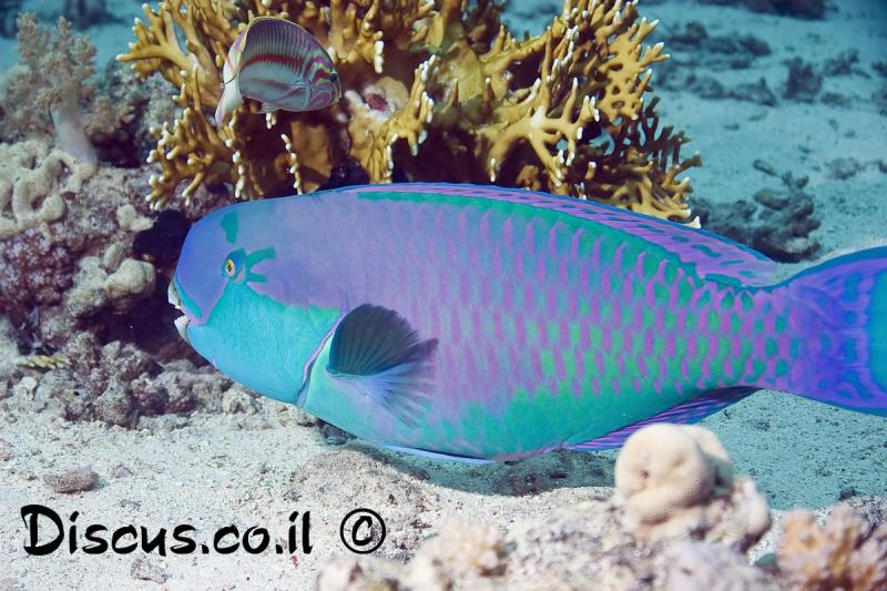 תוכינון גבנוני