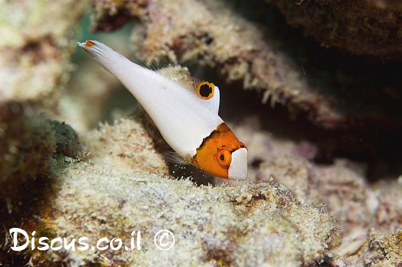 תוכינון דו גוני