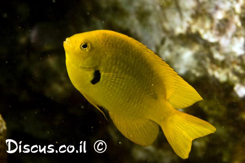 שוניתן גפור