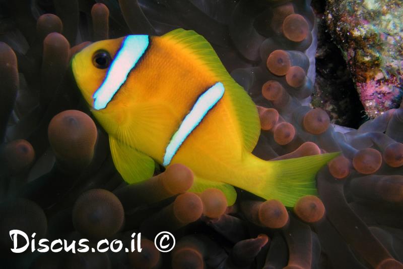 שושנון אילתי