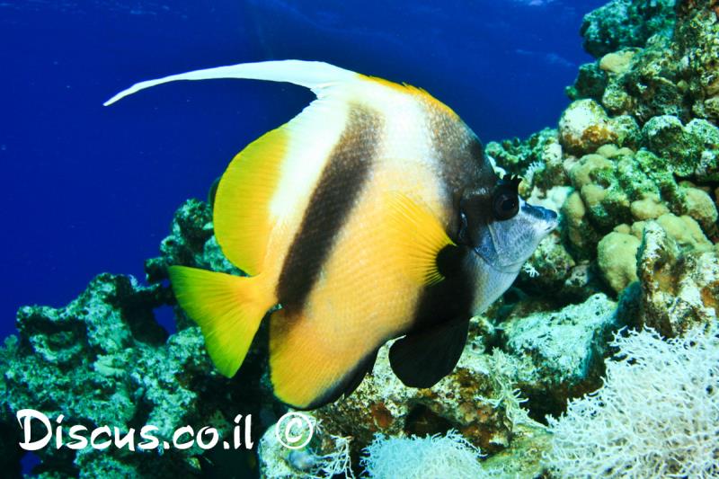 שרביטית השונית