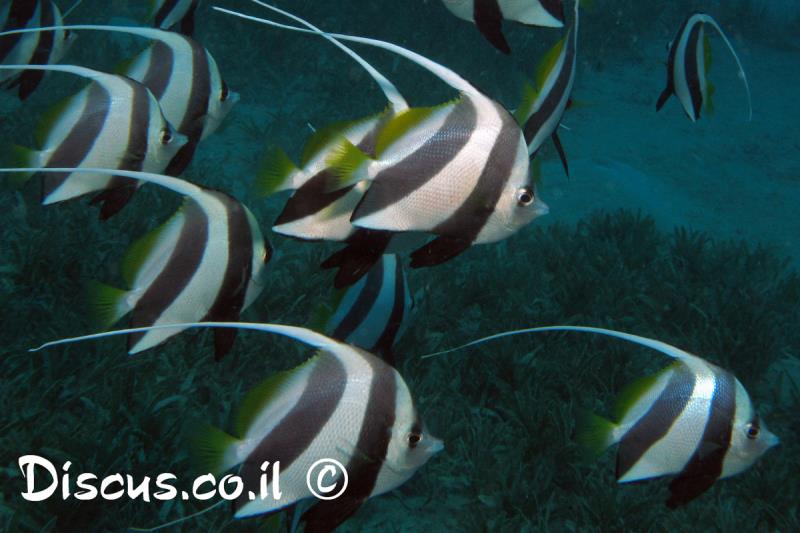 שרביטית להקנית