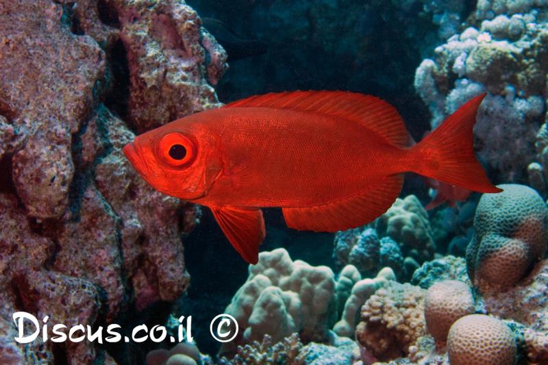 חכליל דמדומים