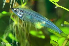 חתול זכוכית