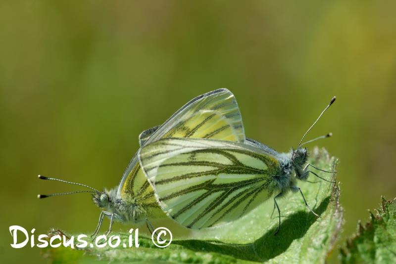 לבנין מעורק