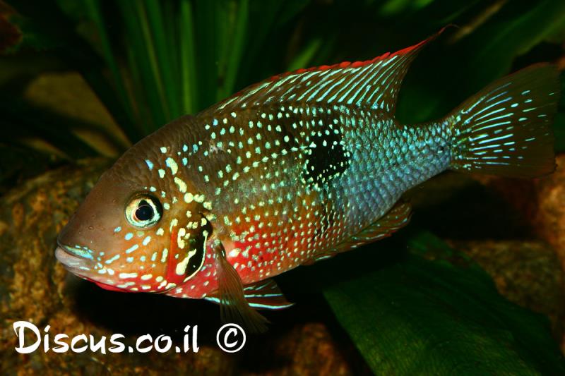 ציקליד אליוטי