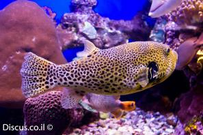 נפוחית הכוכבים