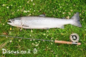 אילתית אטלנטית