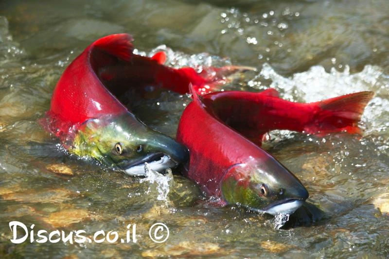 אילתית אדומה