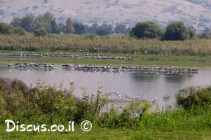 ציפורים-באגמון-החולה