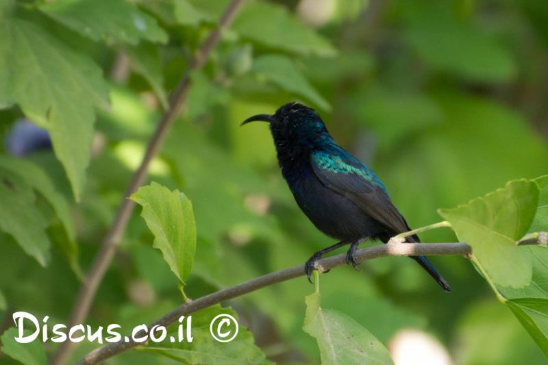 צופית בוהקת