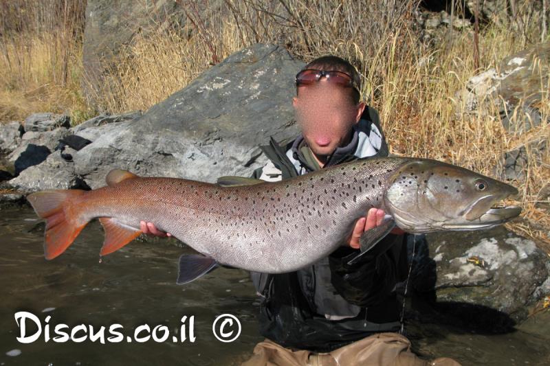 טרוטה מונגולית