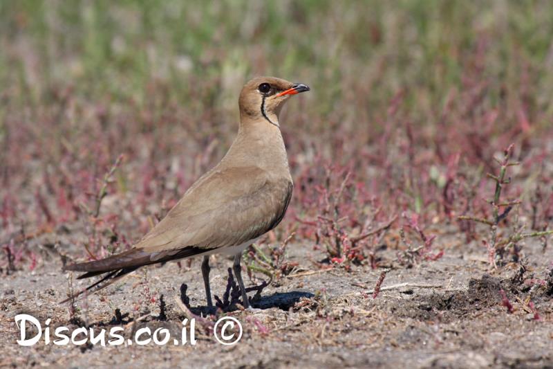 שדמית אדומת כנף