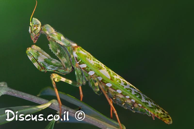 גמל שלמה משובץ