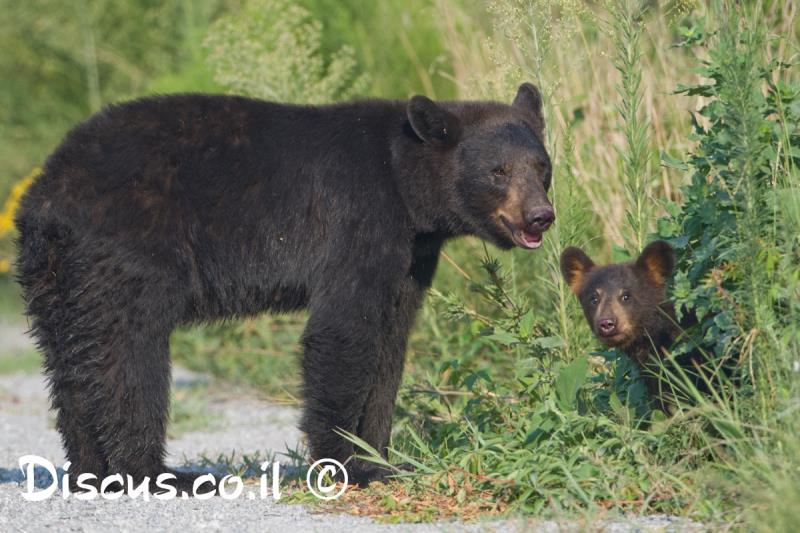 דוב שחור אמריקני