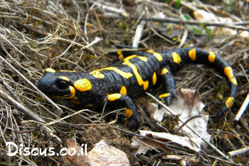 סלמנדרה מצויה