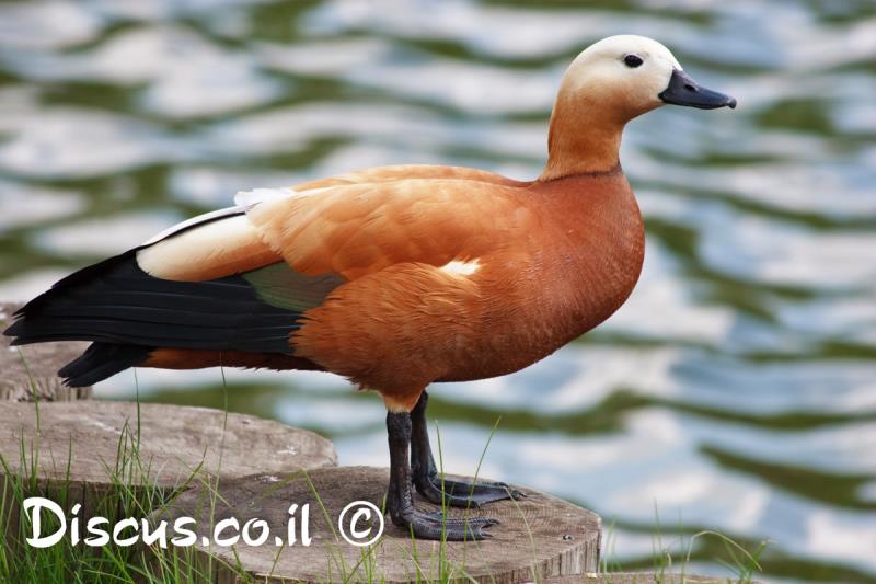 קזרקה חלודית