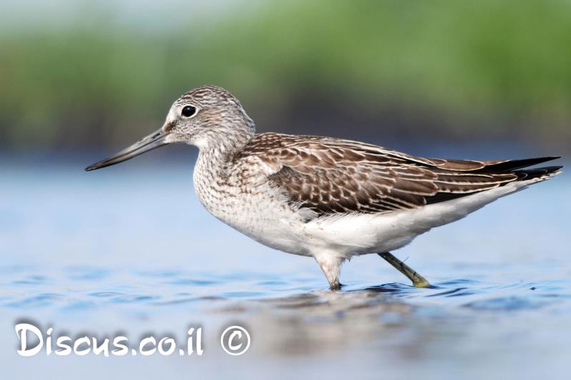 ביצנית ירוקת רגל