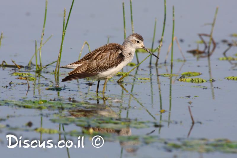 ביצנית עדינה