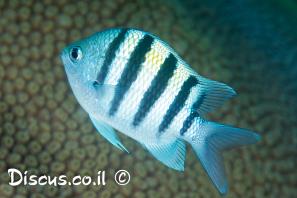 דפדוף הפסים