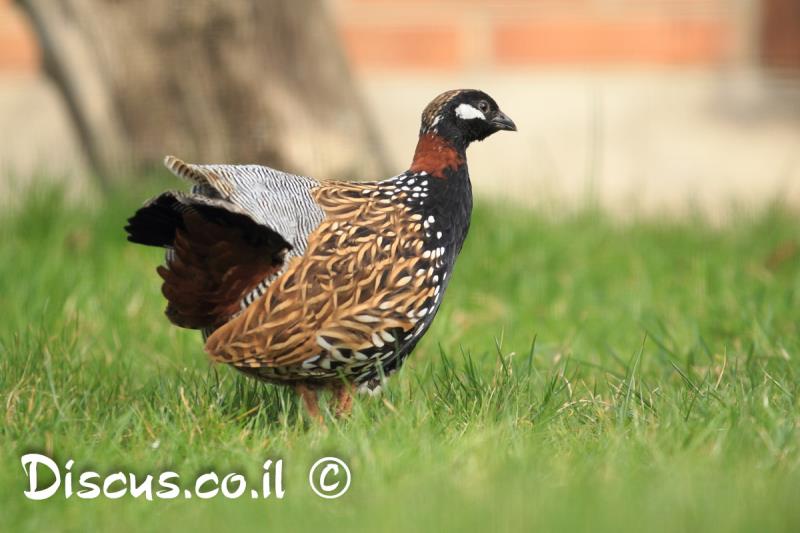 פרנקולין שחור