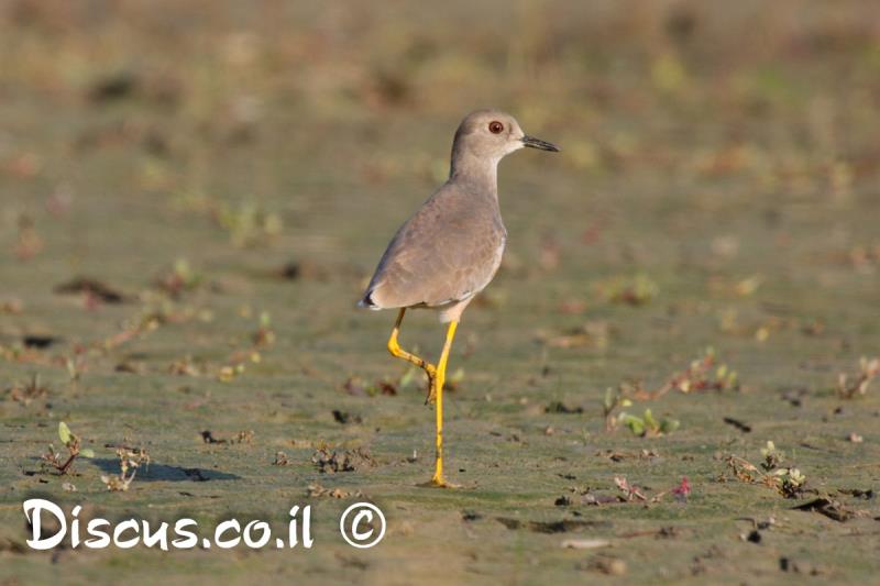 קיווית לבנת זנב