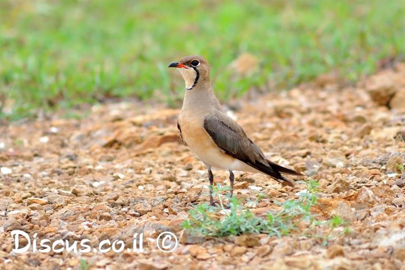 שדמית מזרחית