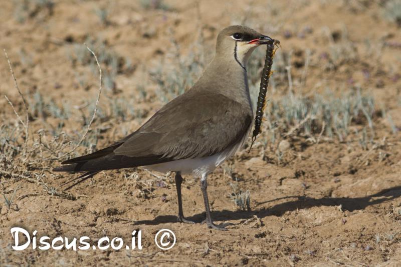 שדמית שחורת כנף