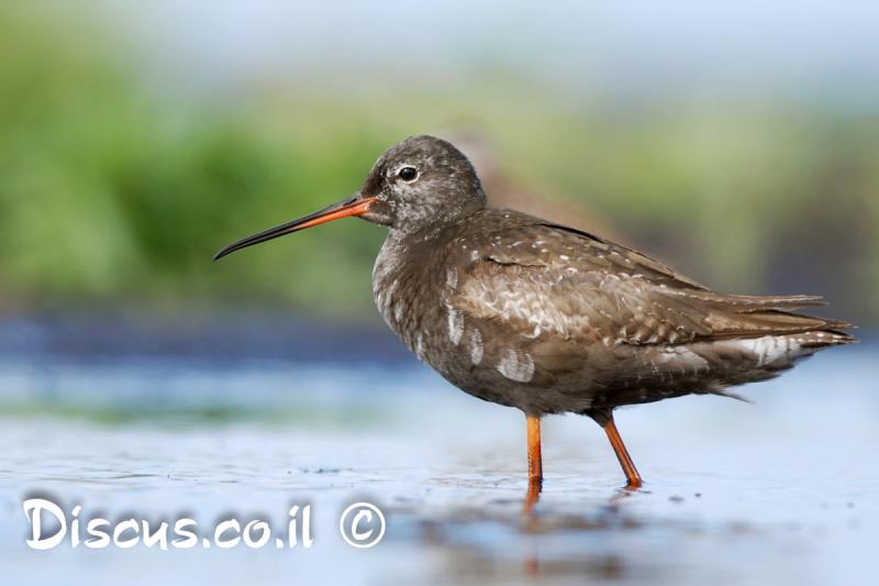 ביצנית אדומת רגל
