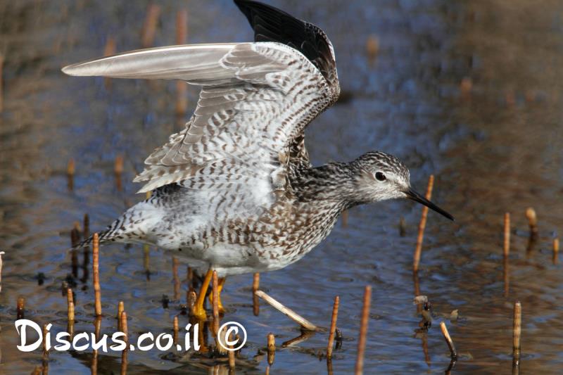 ביצנית צהובת רגל