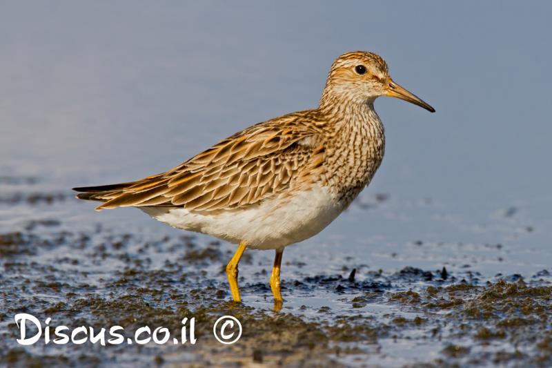 חופית כהת חזה