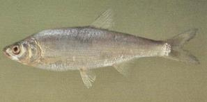 לבנון הכנרת