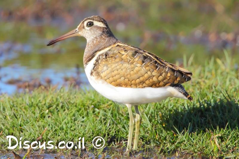חרטומית בנגלית