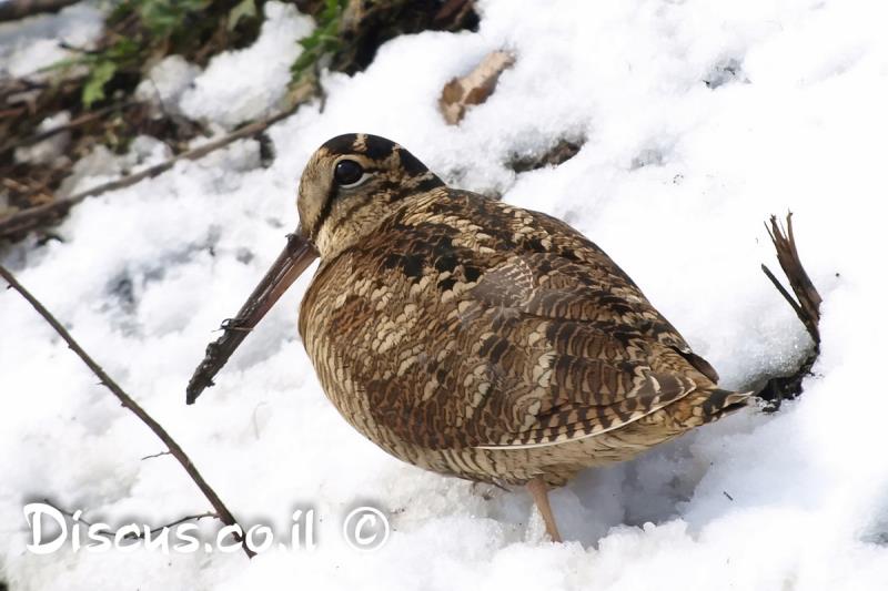 חרטומן יערות