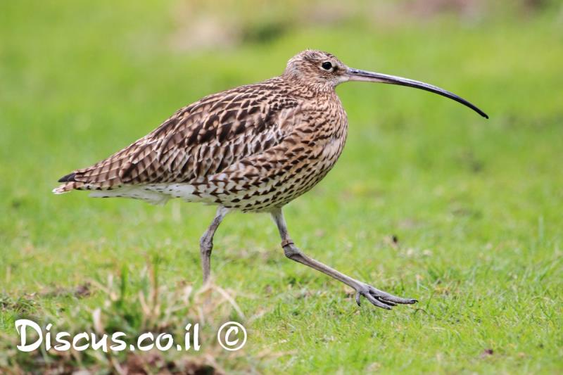 חרמשון גדול