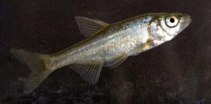 לבנון ליסנר