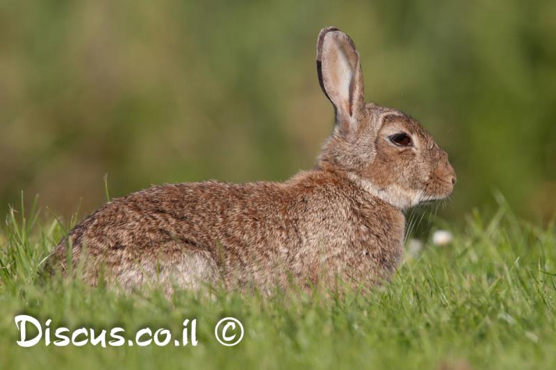 ארנבון מצוי