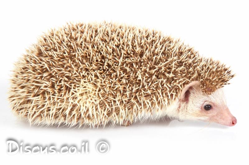 קיפוד חולות מצוי