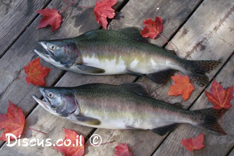 אילתית דבשתית