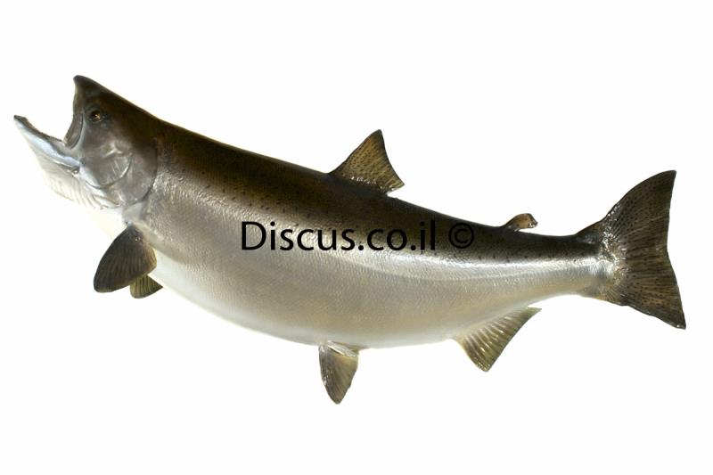 אילתית גמלונית