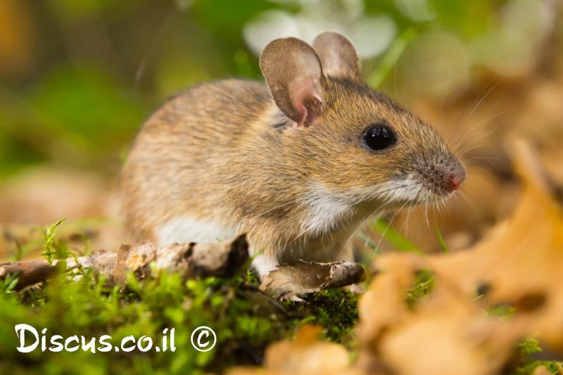 יערון צהוב צוואר