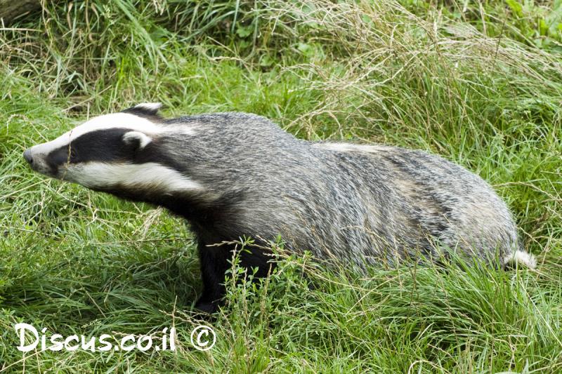 גירית מצויה