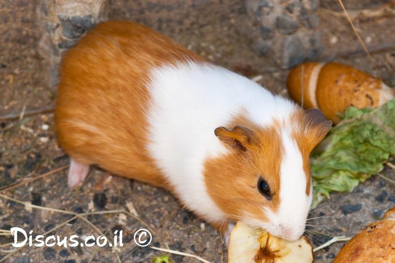 שרקן חזירוני