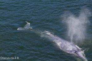 לוויתן אפור